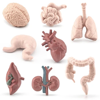 8Pcs Симулация Човешки торс Тяло Орган Миниатюрна анатомия Органи Модел Мозък Сърдечни фигурки Деца Монтесори когнитивни играчки