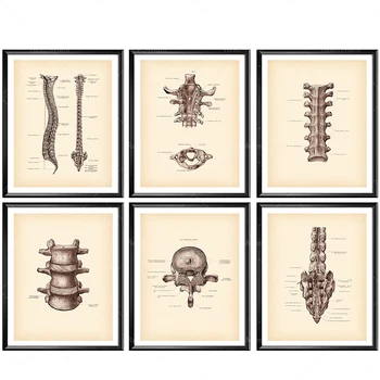 Спинална анатомия печат, гръбначен стълб, гръбначна структура реколта плакат, медицинско изкуство, хиропрактор подарък, физиотерапевт G